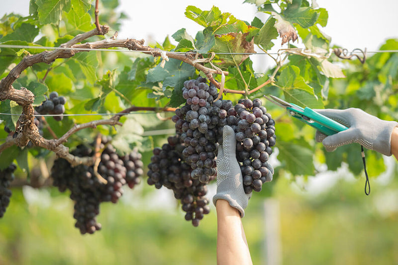 grape harvest in other regions of the world