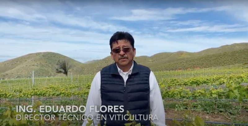 Engineer Eduardo Flores, talks to us in this video about the "Desbrote" from the San Jacinto Valley in Baja California.