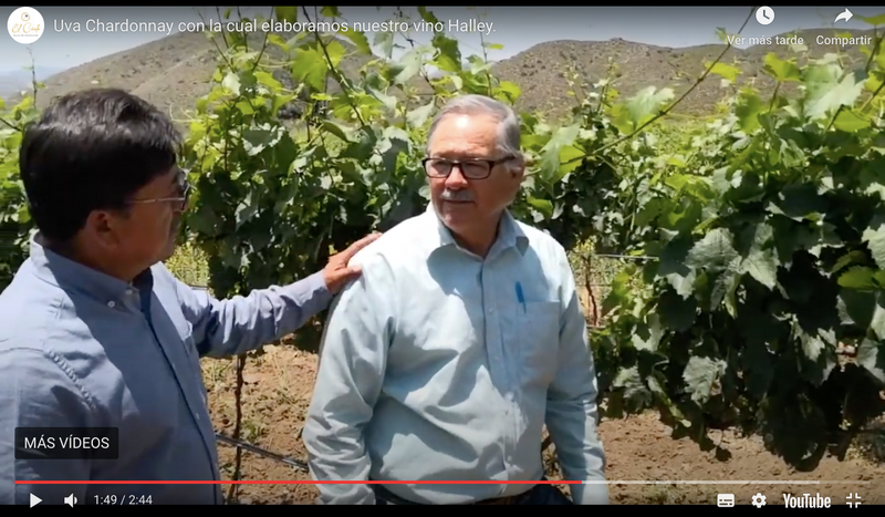 Eduardo Flores tells us about the Chardonnay grape with which we make our Halley wine.