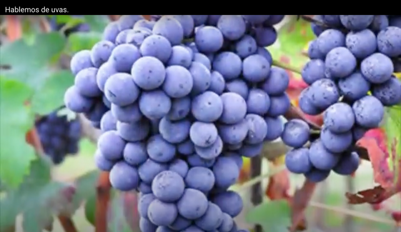Nebbiolo grapes grow differently in Mexico.