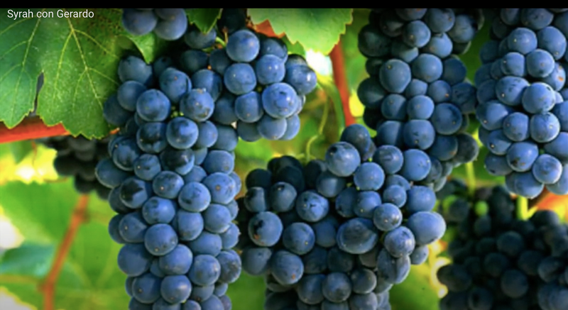 You've always wondered is Shiraz or Syrah the right thing to do? Here we tell you.