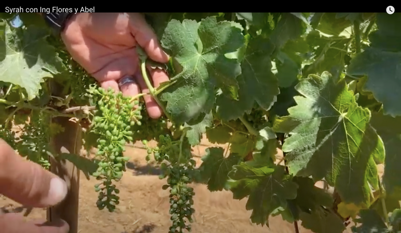 Take a look at the stage where our Syrah grape "From the Vineyard" is