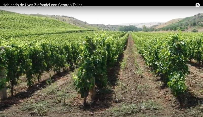 "Speaking of Grapes." The origin of the Zinfandel grape.