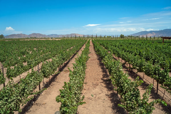 Sustainability in the vineyard