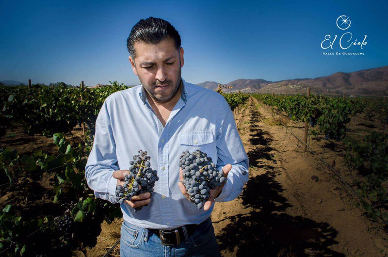 Harvest at El Cielo - El Cielo Wines