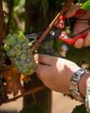 Harvest at El Cielo - El Cielo Wines