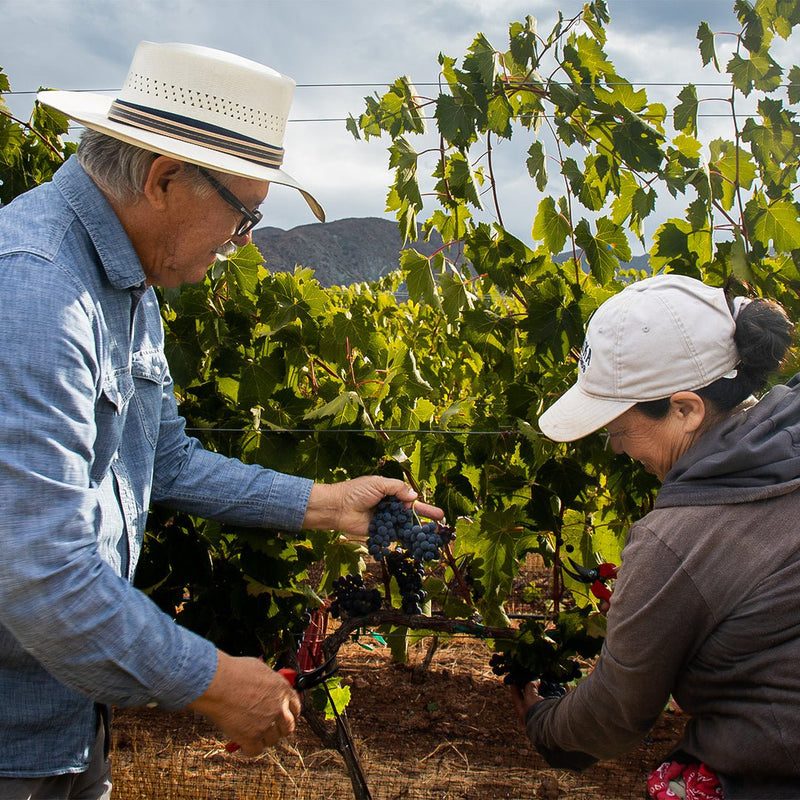 Harvest at El Cielo - El Cielo Wines