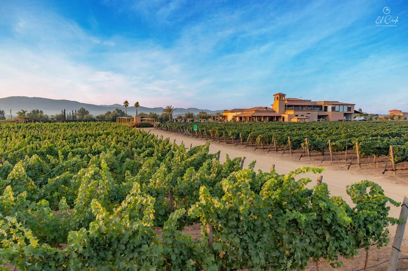 Harvest at El Cielo - El Cielo Wines