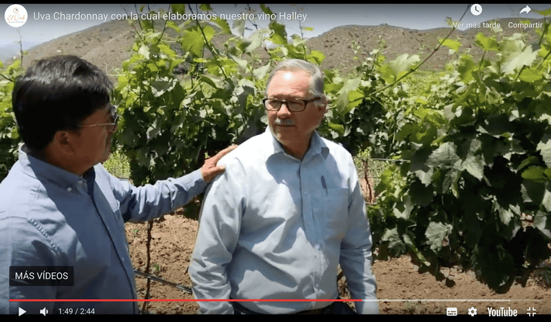 Ahora el Ing. Eduardo Flores nos platica sobre Uva Chardonnay con la cual elaboramos nuestro vino Halley. - Vinos El Cielo