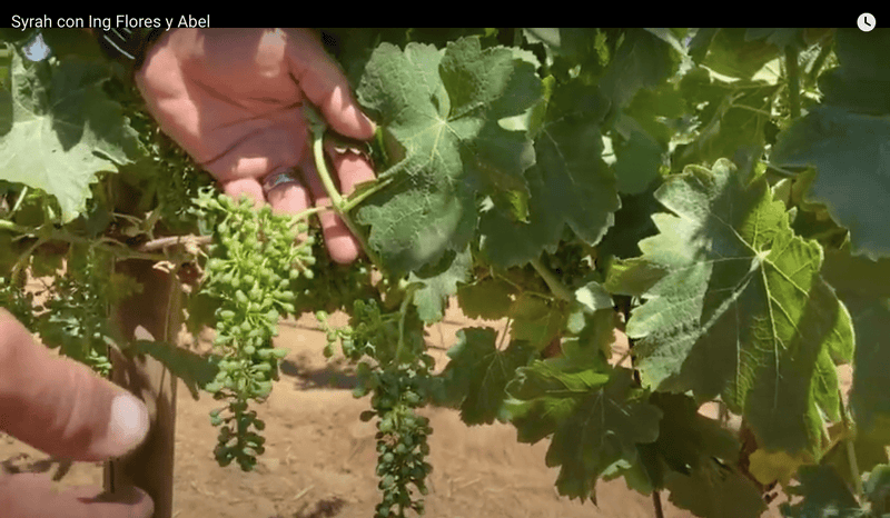 Asómate a ver la etapa en la que se encuentra nuestra uva Syrah "Desde El Viñedo" - Vinos El Cielo