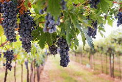 Clones de uva más importantes en El Cielo - Vinos El Cielo