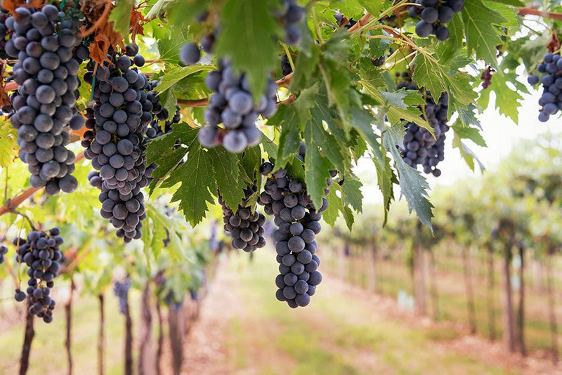 Clones de uva más importantes en El Cielo - Vinos El Cielo