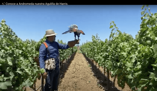 El control biológico en los viñedos. - Vinos El Cielo