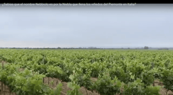 ¿En que etapa se encuentra la uva Nebbiolo en El Cielo?. - Vinos El Cielo