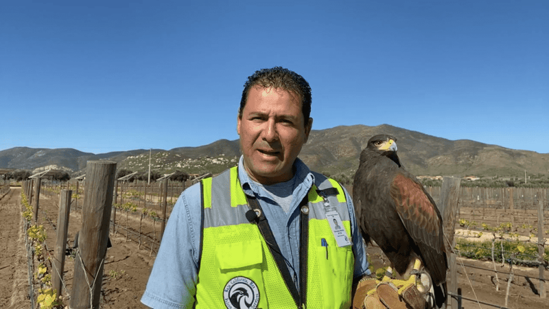 La Cetrería en El Cielo. - Vinos El Cielo