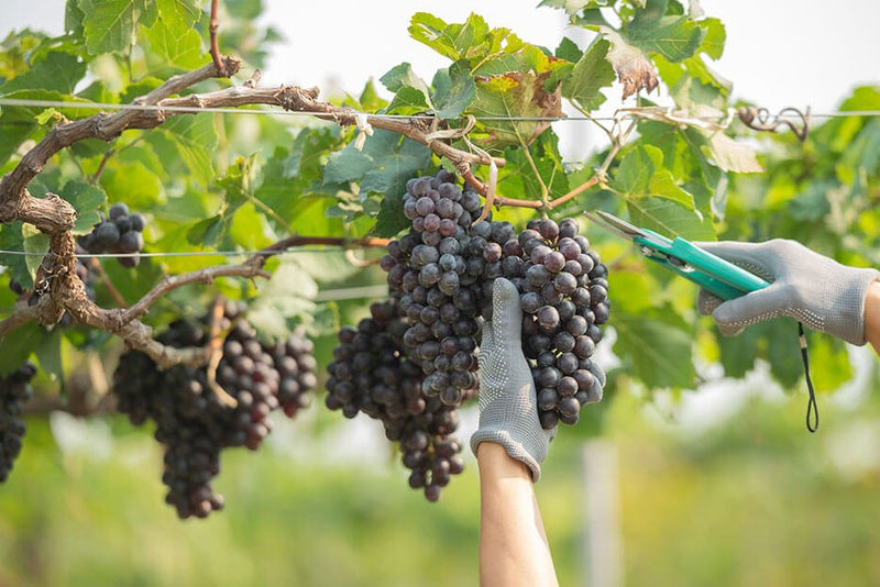 La vendimia en diferentes regiones del mundo - Vinos El Cielo