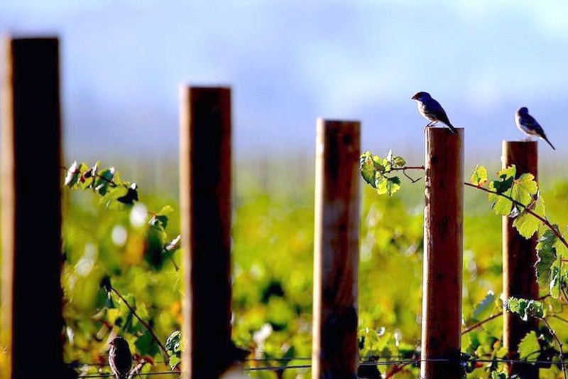 Los valles del vino en México - Vinos El Cielo