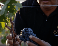 ¿Qué significa “un buen vino”? - Vinos El Cielo