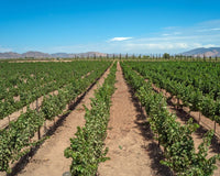 Sustentabilidad en el viñedo - Vinos El Cielo