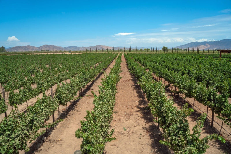 Sustentabilidad en el viñedo - Vinos El Cielo