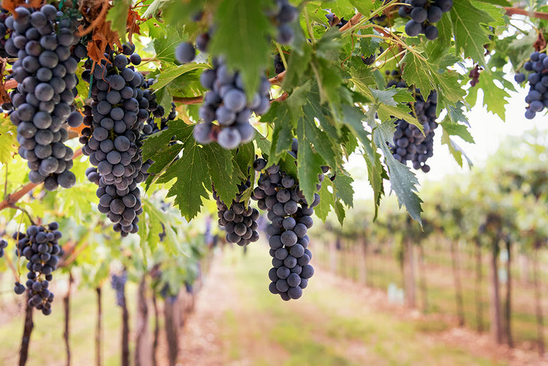 clones de uva para vino tinto