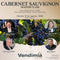 MASTER CLASS CABERNET SAUVIGNON