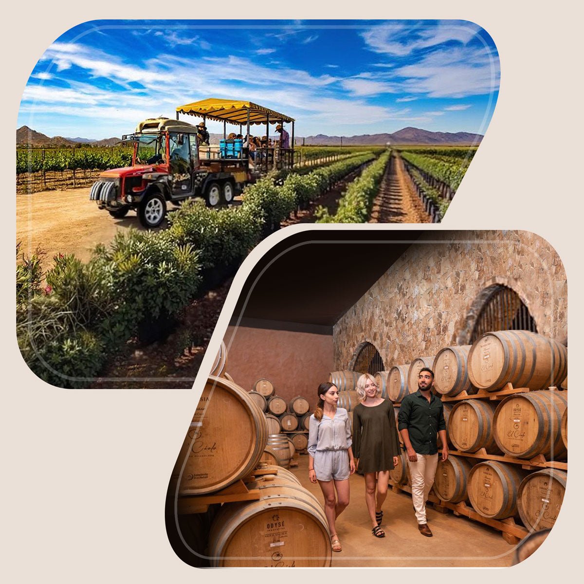 Carreta y Cava (Tour y Degustación) - Vinos El Cielo