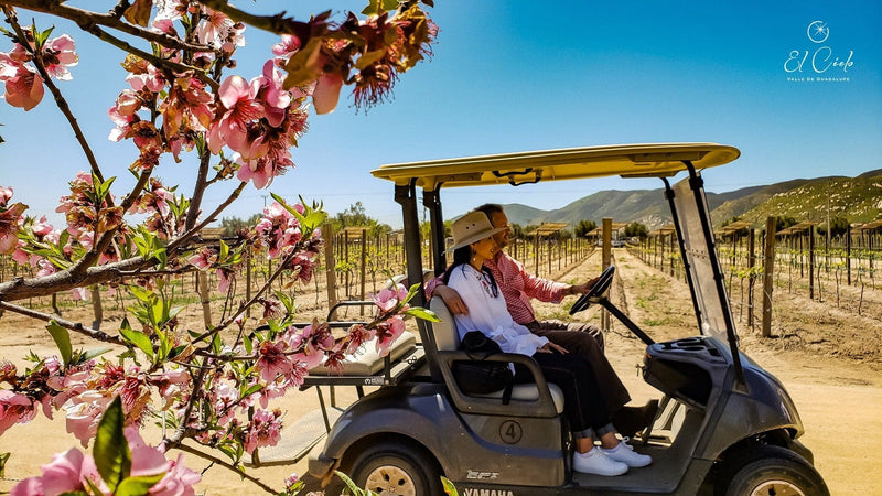 Renta de Carro de Golf - Vinos El Cielo