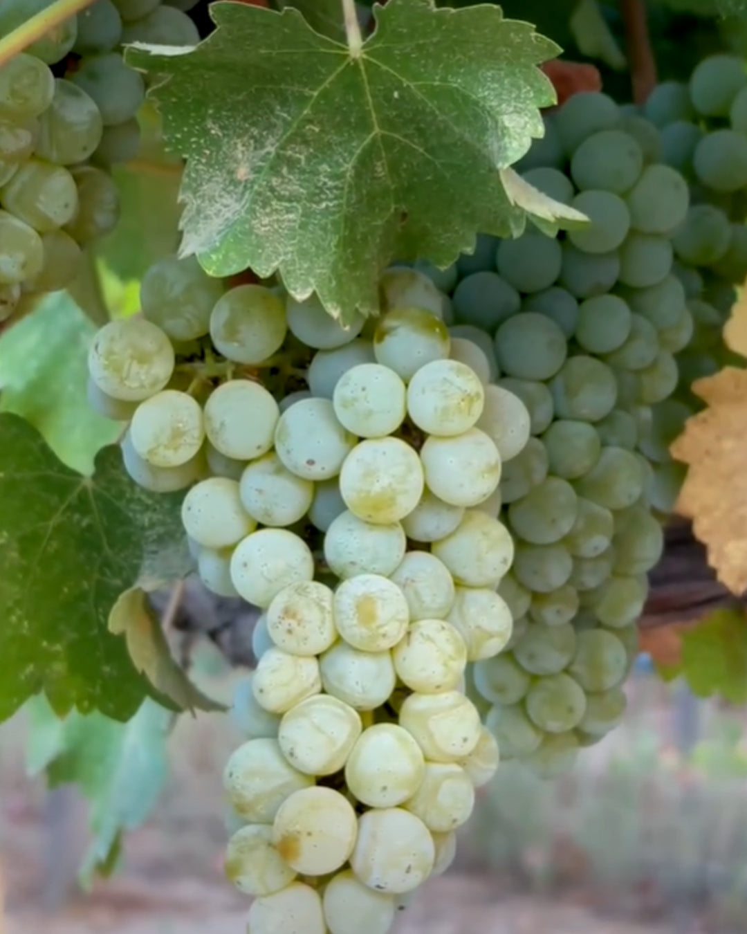 MASTER CLASS SAUVIGNON BLANC