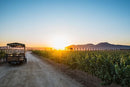 Tour y Degustación en Carreta - Vinos El Cielo