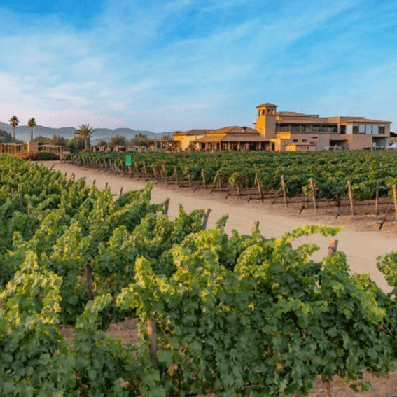 VENDIMIA EN EL CIELO - Vinos El Cielo
