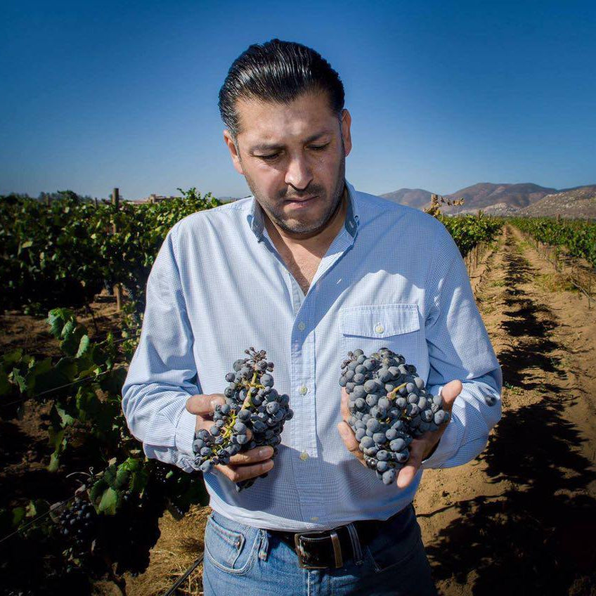 Vendimia en El Cielo - Vinos El Cielo
