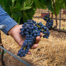 Vendimia en El Cielo - Vinos El Cielo