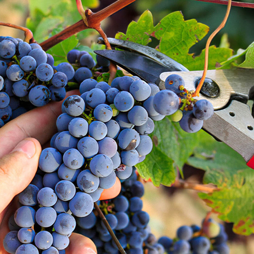 August 25 Master Class Nebbiolo del Piemonte vs Nebbiolo Mexicano